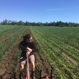 Sarclage| Guide de culture pour l'ail du Québec biologique | Variété Music | Le Petit Mas Comment cultiver l'ail du Québec | Guide de culture d'ail biologique | Étapes culture d'ail biologique | L'ail du Québec dans son jardin |  Récolter l'ail biologique