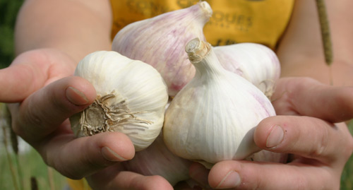 Le Petit Mas - Entreprise pionnière en culture d'ail biologique du Québec